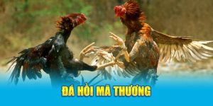 da-hoi-ma-thuong