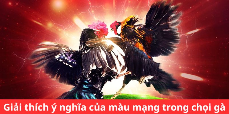 Giải thích ý nghĩa của màu mạng trong chọi gà