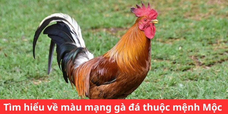 Tìm hiểu về màu mạng gà đá thuộc mệnh Mộc