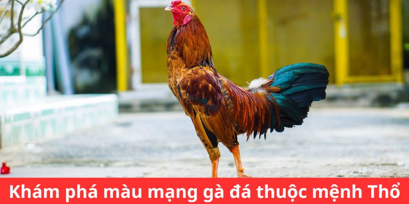 Khám phá màu mạng gà đá thuộc mệnh Thổ