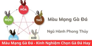 Màu Mạng Gà Đá - Kinh Nghiệm Chọn Gà Đá Hay Chuẩn 2024