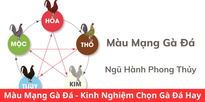 Màu Mạng Gà Đá - Kinh Nghiệm Chọn Gà Đá Hay Chuẩn 2024